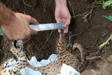 Kucing hutan kondisi mati ditemukan di Pasar Lubukbasung