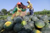 Pekerja memilah semangka saat panen di area persawahan Kelurahan Banaran, Kota Kediri, Jawa Timur, Selasa (11/5/2021). Memasuki musim pancaroba serangan hama tikus di wilayah tersebut meningkat dan sulit untuk dikendalikan yang mengakibatkan hasil panen semangka rusak hingga 40 persen. Antara Jatim/Prasetia Fauzani/zk