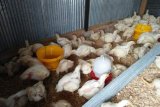 Harga ayam potong di Mamuju melonjak jelang Idul Fitri