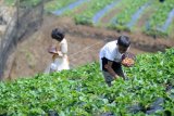 Pengunjung memilih buah stroberi di tempat wisata petik stroberi Alam Raya, Telun Berasap, Kerinci, Jambi, Sabtu (15/5/2021). Wisata perkebunan dengan tarif masuk Rp10 ribu per orang itu menjadi alternatif warga yang memanfaatkan waktu libur Idul Fitri. ANTARA FOTO/Wahdi Septiawan/wsj.