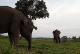 Pusat Latihan Gajah Way Kambas masih tutup