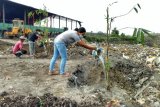 Program Merah Putih Hijau tanam pohon Bambu di TPA Temesi Gianyar-Bali