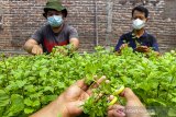 Petani muda memanen daun tanaman mint (spearta mentha spicata) di kebun Amatta Farm, Desa Purwadana, Telukjambe Timur, Karawang, Jawa Barat, Sabtu (22/5/2021). Pembudidayaan tanaman mint di kebun tersebut dapat menghasilkan 50 kilogram daun tanaman mint per bulan dan dijual dengan harga Rp9 ribu per 50 gram untuk memenuhi kebutuhan pasar swalayan modern, kafe dan restoran serta masyarakat. ANTARA JABAR/M Ibnu Chazar/agr