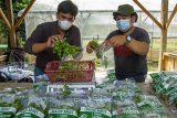 Petani muda mengemas daun tanaman mint (spearta mentha spicata) usai dipanen di kebun Amatta Farm, Desa Purwadana, Telukjambe Timur, Karawang, Jawa Barat, Sabtu (22/5/2021). Pembudidayaan tanaman mint di kebun tersebut dapat menghasilkan 50 kilogram daun tanaman mint per bulan dan dijual dengan harga Rp9 ribu per 50 gram untuk memenuhi kebutuhan pasar swalayan modern, kafe dan restoran serta masyarakat. ANTARA JABAR/M Ibnu Chazar/agr