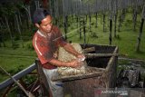 Upah Harian Pekerja Kebun Karet Di Bulukumba