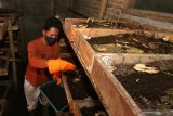 Pekerja merawat cacing tanah lumbricus hasil budidaya di Desa Kemendung, Muncar, Banyuwangi, Jawa Timur, Jumat (28/5/2021). Usaha budidaya cacing itu selain untuk mensuplai kebutuhan farmasi itu juga dikembangkan untuk pupuk kompos. Antara Jatim/Budi Candra Setya/zk