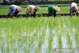 Dinas Pertanian OKU Timur salurkan bantuan bibit padi dan cabai