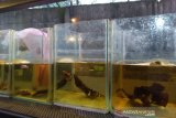 UMKM ikan cupang minta dukungan Pemerintah Surakarta kembangkan usaha