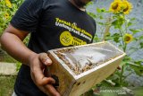 Warga menunjukkan isi kotak lebah madu Klanceng (Trigona Leaviceps) di Saung Klanceng, Desa Mekarjaya, Rawamerta, Karawang, Jawa Barat, Senin (31/5/2021). Warga yang bermitra dengan salah satu perusahaan penyedia lebah madu Klanceng tersebut memiliki 200 kotak dengan keuntungan mencapai Rp80 juta dalam satu kali panen madu per empat bulan. ANTARA JABAR/M Ibnu Chazar/agr