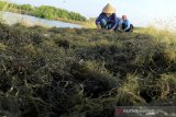 Petambak manen rumput laut Glacilaria Sp di areal tambak di desa Pabean udik, Indramayu, Jawa Barat, Senin (31/5/2021). Kementerian Kelautan dan Perikanan menargetkan produksi rumput laut tahun 2021 hingga 11,55 juta ton atau meningkat 1 juta ton dibandingkan target pada 2020 yang mencapai 10,99 juta ton. ANTARA JABAR/Dedhez Anggara/agr