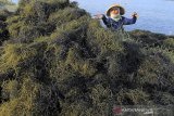 Petambak manen rumput laut Glacilaria Sp di areal tambak di desa Pabean udik, Indramayu, Jawa Barat, Senin (31/5/2021). Kementerian Kelautan dan Perikanan menargetkan produksi rumput laut tahun 2021 hingga 11,55 juta ton atau meningkat 1 juta ton dibandingkan target pada 2020 yang mencapai 10,99 juta ton. ANTARA JABAR/Dedhez Anggara/agr