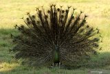 Merak hijau (pavo muticus) jantan mengembangkan bulu ekornya untuk menarik perhatian merak betina di Savana Sadengan, Taman Nasional Alas Purwo, Banyuwangi, Jawa Timur, Senin (31/5/2021). Saat ini di TN Alas Purwo memasuki musim kawin merak hijau yang diperkirakan berlangsung hingga bulan september. Antara Jatim/Budi Candra Setya/zk