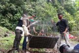 BKSDA Sumbar lepasliar tiga satwa dilindungi di Cagar Alam Maninjau