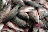 Ikan nila, bandeng bisa dipelihara terpadu dengan udang vaname