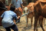 Sapi warga Sampang terserang virus BEF