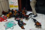 Polda Sumsel berantas judi sabung ayam yang kian marak