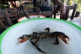 Nelayan menunjukkan kepiting bakau hasil budidaya di Kampoeng Kepiting, Desa Tuban, Badung, Bali, Jumat (4/6/2021). Pada masa pandemi COVID-19 jumlah produksi kepiting bakau turun dari 1 ton menjadi 500 kg setiap panen hanya untuk memenuhi kebutuhan lokal dan terpaksa menghentikan aktivitas ekspor sementara akibat terkendala proses pengiriman. ANTARA FOTO/Nyoman Hendra Wibowo/nym.