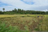 Petani Ngawen Gunung Kidul panen padi hibrida 11,6 ton per hektare