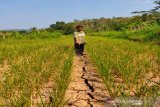 Pemerintah pusat diharapkan segera bangun embung di Sidomulyo