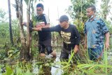 Perhimpunan Anggrek Indonesia kembangkan lima jenis tanaman anggrek