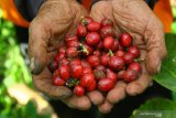 Pekerja menunjukkan kopi jenis robusta hasil panen raya di lereng gunung Kawi, Kebobang, Malang, Jawa Timur, Selasa (8/6/2022). Petani setempat mengeluhkan turunnya harga biji kopi dari Rp25.000 per kilogram menjadi Rp21.000 per kilogram pada panen raya tahun 2021 ini akibat menurunnya permintaan karenai dampak pandemi COVID-19. Antara Jatim/Ari Bowo Sucipto/zk