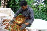 Buruh tani memetik kopi jenis robusta saat panen raya di lereng gunung Kawi, Kebobang, Malang, Jawa Timur, Selasa (8/6/2022). Petani setempat mengeluhkan turunnya harga biji kopi dari Rp25.000 per kilogram menjadi Rp21.000 per kilogram pada panen raya tahun 2021 ini akibat menurunnya permintaan karenai dampak pandemi COVID-19. Antara Jatim/Ari Bowo Sucipto/zk