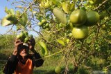 Petani memeriksa buah jeruk lemon menjelang dipanen di Desa Samiran, Pamekasan, Jawa Timur, Jumat (11/6/2021). Memasuki musim panen tahun ini harga jeruk lemon lokal di tingkat petani di daerah itu berkisar Rp3.000-Rp10.000 per kg tergantung kualitas. Antara Jatim/Saiful Bahri/zk