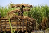 Pekerja memanen tebu di desa Kerticala, Tukdana, Indramayu, Jawa Barat, Jumat (11/6/2021). PT Rajawali Nusantara Indonesia (Persero) menargetkan produksi gula mencapai 282.000 ton di 2021 atau meningkat 22 persen dari tahun 2020 dengan produksi gula sebanyak 231.000 ton. ANTARA JABAR/Dedhez Anggara/agr