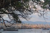 Sejumlah alat tangkap ikan dari rangkaian bambu atau bagan ditambatkan di Pantai Desa Montok,  Pamekasan, Jawa Timur, Jumat (11/6/2021). Nelayan bagan di daerah itu, mulai beralih profesi menjadi petani dan penyedia jasa lainnya, karena ikan teri paron dan jenis ikan untuk dikeringkan yang biasa mereka tangkap pada musim kemarau jumlahnya sedikit. Antara Jatim/Saiful Bahri/zk