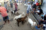 Pedagang menunggui kambing dagangnya di Pasar 17 Agustus,  Pamekasan, Jawa Timur, Minggu (13/6/2021). Sejak dua pekan lalu harga kambing di Pamekasan untuk ukuran kecil naik dari Rp1.1 juta menjadi Rp1.2 juta, kambing dewasa menjadi Rp3.2 juta dari Rp3 juta per ekor, karena tingginya minat petani untuk menggemukan ternak tersebut, dengan harapan mendapatkan keuntungan saat dijual kembali menjelang Idul Adha  mendatang. Antara Jatim/Saiful Bahri/zk