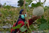 PENERAPAN PROKES DI AGROWISATA. Pengunjung mengenakan masker memetik buah melon (Cucumis melo L ) di lokasi agrowisata daerah pesisir Desa Lamanyang, Kecamatan Peukan Bada, Kabupaten Aceh Besar, Aceh, Sabtu (12/6/2021). Agrowisata yang ramai pengunjung berbelanja buah buahan dan komoditas pertanian lainnya menerapakan prokes untuk mencegah penyeberan COVID-19. ANTARA FOTO/Ampelsa.