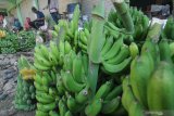 Pedagang pisang menunggu pembeli   di Pasar Laroh, Desa Sokalelah,  Pamekasan, Jawa Timur, Senin (14/6/2021). Sejak melonjaknya kasus COVID-19 di Bangkalan, harga pisang yang di pasarkan ke Bangkalan dan Surabaya turun dari Rp50.000-Rp250.000 menjadi Rp15.000-150.000 per tandan tergantung jenis dan ukuran, akibat menurunnya permintaan pasar di  dua kota tersebut. Antara Jatim/Saiful Bahri/zk