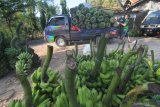  Pedagang mengikat pisang yang akan dikirim ke luar daerah di Pasar Laroh, Desa Sokalelah,  Pamekasan, Jawa Timur, Senin (14/6/2021). Sejak melonjaknya kasus COVID-19 di Bangkalan, harga pisang yang di pasarkan ke Bangkalan dan Surabaya turun dari Rp50.000-Rp250.000 menjadi Rp15.000-150.000 per tandan tergantung jenis dan ukuran, akibat menurunnya permintaan pasar di  dua kota tersebut. Antara Jatim/Saiful Bahri/zk
