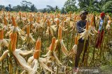 Petani mengupas jagung untuk dikeringkan di Dusun Sukamanah, Kabupaten Ciamis, Jawa Barat, Selasa (15/7/2021). Kementerian Pertanian menargetkan produksi jagung tahun 2021 bisa mencapai 22,5 juta ton untuk kebutuhan industri pakan unggas dalam negeri dengan target luas tanam seluas 4,2 juta hektare. ANTARA JABAR/Adeng Bustomi/agr