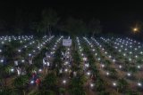 Listrik masuk kebun, petani buah naga di perbatasan RI-Timor Leste optimistis panen meningkat