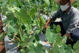 Pemprov Sulsel jadikan Wajo percontohan program listrik masuk sawah