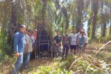 Beruang madu menyerang warga Pasbar, BKSDA Sumbar pasang perangkap