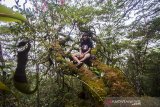 Peserta ekspedisi meratus berpose di hutan lumut di puncak Periuk Pegunungan Meratus, Kabupaten Hulu Sungai Tengah, Kalimantan Selatan, Kamis (17/6/2021). Kabupaten Hulu Sungai Tengah memiliki potensi wisata alam yang dapat dikembangkan dan menjadi daya tarik para wisatawan dengan minat khusus seperti menjalajah hutan hujan tropis Pegunungan Meratus yang menyuguhkan keanekaragaman hayati khas hutan hujan tropis. Foto Antaranews Kalsel/Bayu Pratama S.