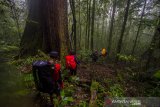 Peserta ekspedisi meratus melintas di hutan hujan tropis Pegunungan Meratus, Kabupaten Hulu Sungai Tengah, Kalimantan Selatan, Kamis (17/6/2021). Kabupaten Hulu Sungai Tengah memiliki potensi wisata alam yang dapat dikembangkan dan menjadi daya tarik para wisatawan dengan minat khusus seperti menjalajah hutan hujan tropis Pegunungan Meratus yang menyuguhkan keanekaragaman hayati khas hutan hujan tropis. Foto Antaranews Kalsel/Bayu Pratama S.