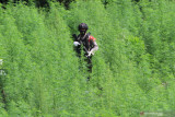 Polisi temikan 5 hektare ladang ganja di Nagan Raya Aceh