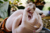 Dokter hewan dari Pemerintah Kabupaten Bangka memeriksa anak kucing berwajah dua di Sripemandang Sungailiat, Kabupaten Bangka, Provinsi Kepulauan Bangka Belitung, Kamis (17/6/2021). Kucing berwajah dua atau dengan bahasa ilmiah Diprosopus tersebut diberi nama Juna Juni. ANTARA FOTO/Anindira Kintara/pras.