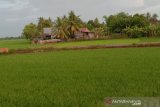 Pemprov Sulsel siapkan 1.000 sumur bor untuk tingkatkan produksi pertanian