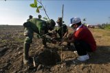 Anggota TNI AD dan jajaran Satuan Kerja Perangkat Daerah (SKPD) Pemprov Bali menanam pohon ketapang dalam giat karya bhakti penanaman pohon yang merupakan rangkaian memperingati Bulan Bung Karno III di Pantai Tangtu, Denpasar, Bali, Senin (21/6/2021). Kegiatan yang serentak digelar di kabupaten/kota se-Bali tersebut sebagai wujud kepedulian terhadap lingkungan hidup untuk melestarikan kehidupan alam semesta serta gerakan penghijuan di seluruh kawasan Pulau Dewata. ANTARA FOTO/Nyoman Hendra Wibowo/nym