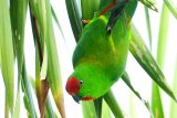 Yayasan KOMIU Sulteng  teliti 109 burung hidup di hutan Sulteng