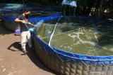 Pembudidaya ikan nila membersihkan kolam yang memakai sistem pengembangan mikroorganisme dalam air atau bioflok di lahan Kelompok Pembudidaya Ikan (Pokdakan) Slilir, Bakalankrajan, Malang, Jawa Timur, Selasa (22/6/2021). Kementerian Kelautan dan Perikanan (KKP) menargetkan pertumbuhan hingga 1.290 wirausahawan baru di sektor kelautan dan perikanan untuk mengatasi dampak pandemi terhadap kondisi perekonomian nasional. Antara Jatim/Ari Bowo Sucipto/zk