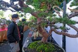 Pameran bonsai