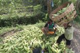 Buruh tani memanen jagung manis di area persawahan Desa Tugurejo, Kediri, Jawa Timur, Kamis (24/6/2021). Sepekan terakhir harga jagung manis di tingkat petani mengalami kenaikan, dari sebelumnya Rp1.400 menjadi Rp1.700 per kilogram akibat pasokan di pasaran berkurang karena tidak maksimalnya hasil panen saat musim pancaroba. Antara Jatim/Prasetia Fauzani/zk