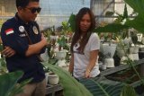 Sulut ikut jadi pengekspor bunga Alocasia ke sembilan negara