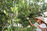Naiknya Harga Jeruk Manis Lokal Keerom Papua