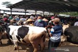 Jelang Idul Adha, harga sapi di Boyolali mulai naik
